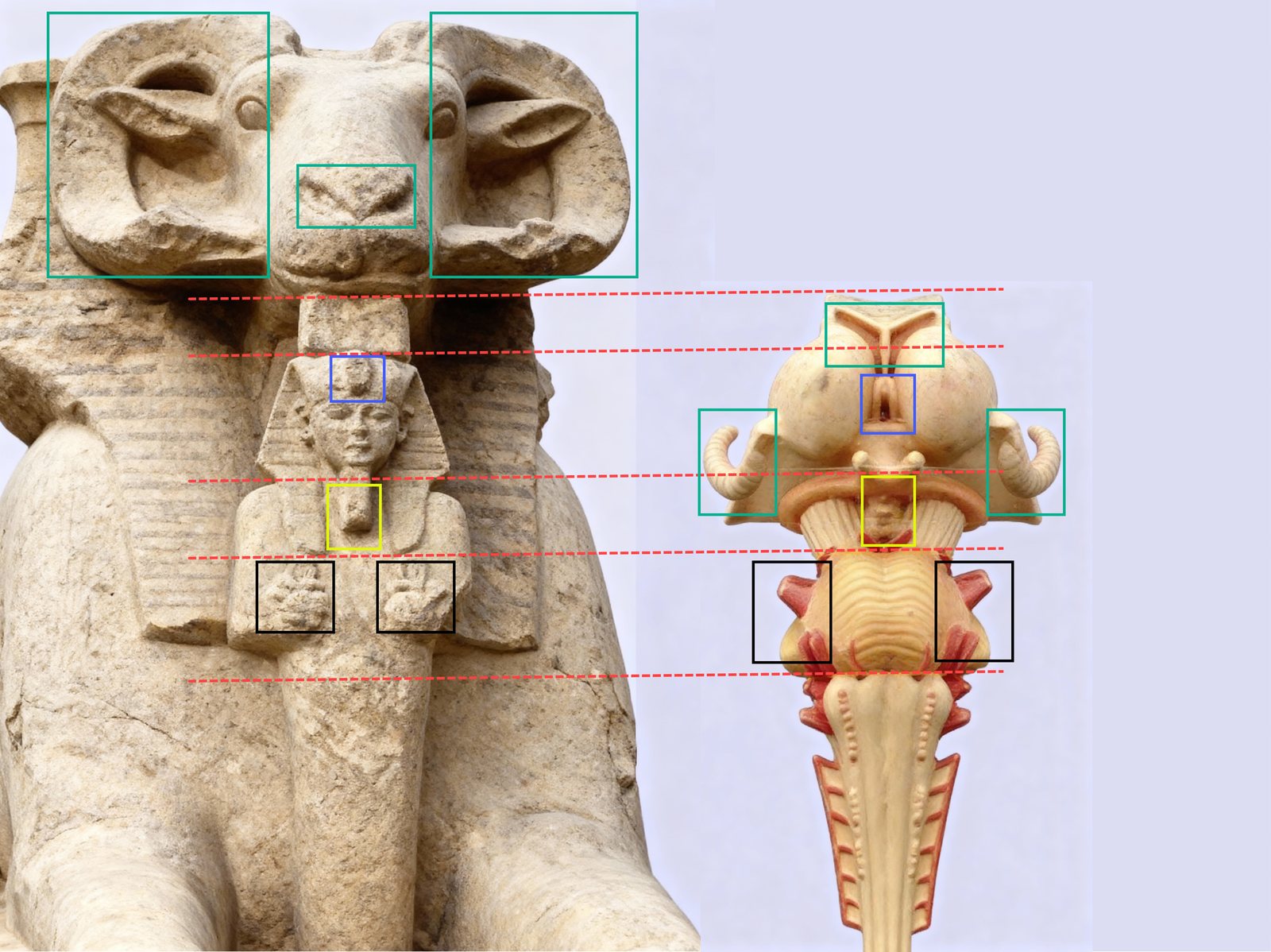 p. 17: the Ram Sphinx at Karnak beside the thalamus and brainstem